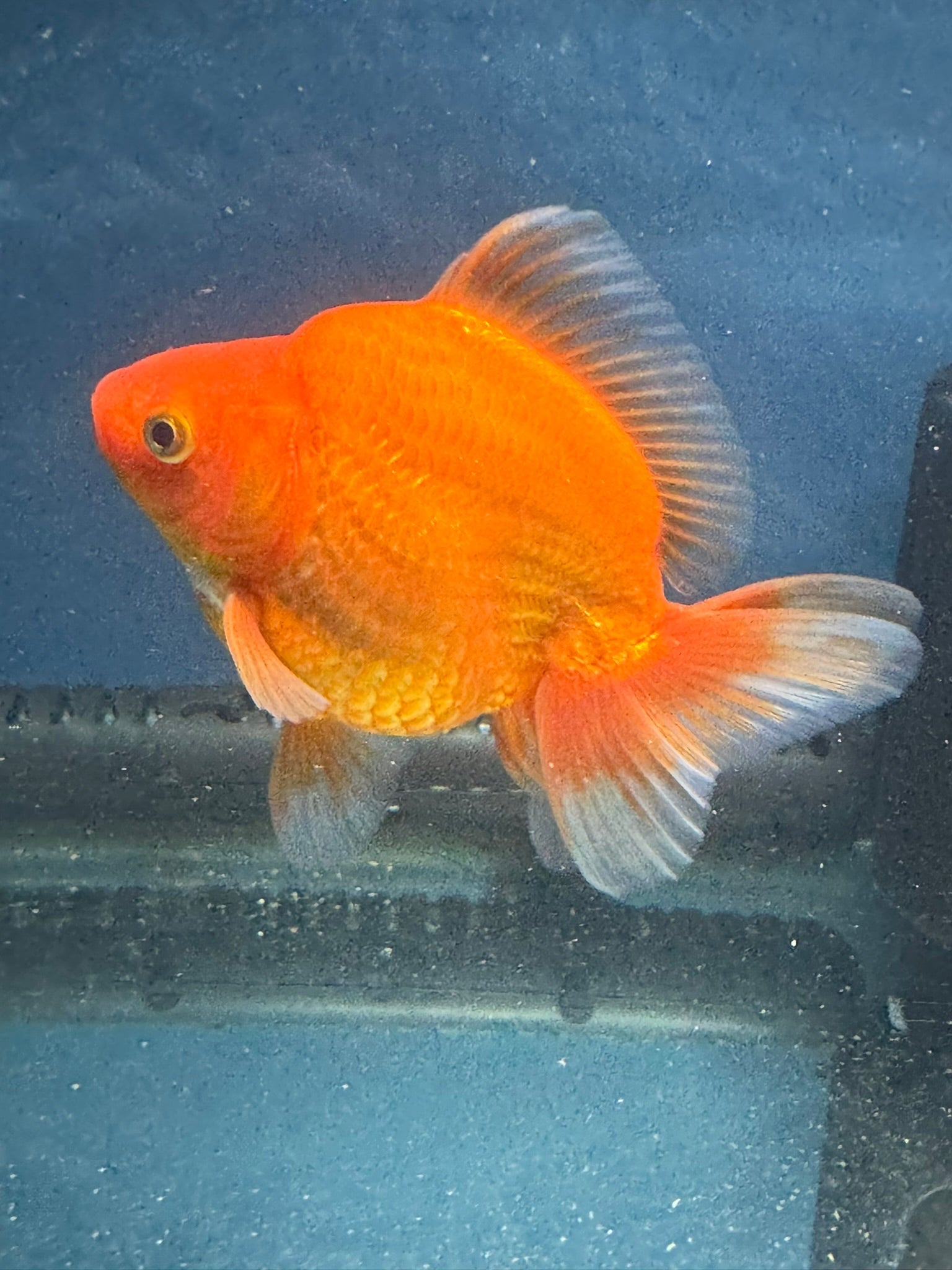 Short Tail Red Ryukin 13cm Chinese Fancy Goldfish (Fish In Photo) - Newlyn - pets - Newlyn - pets - 