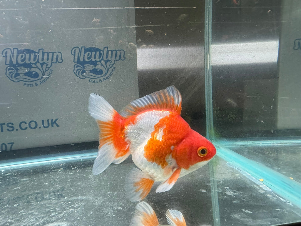 Short Tail Ryukin 10 - 11cm R9 - Newlyn - pets - Newlyn - pets - 