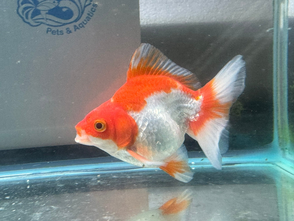 Short Tail Ryukin 10 - 11cm R9 - Newlyn - pets - Newlyn - pets - 