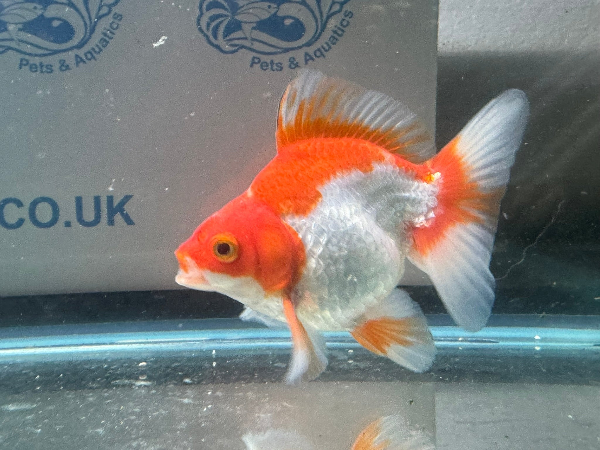 Short Tail Ryukin 10 - 11cm R9 - Newlyn - pets - Newlyn - pets - 