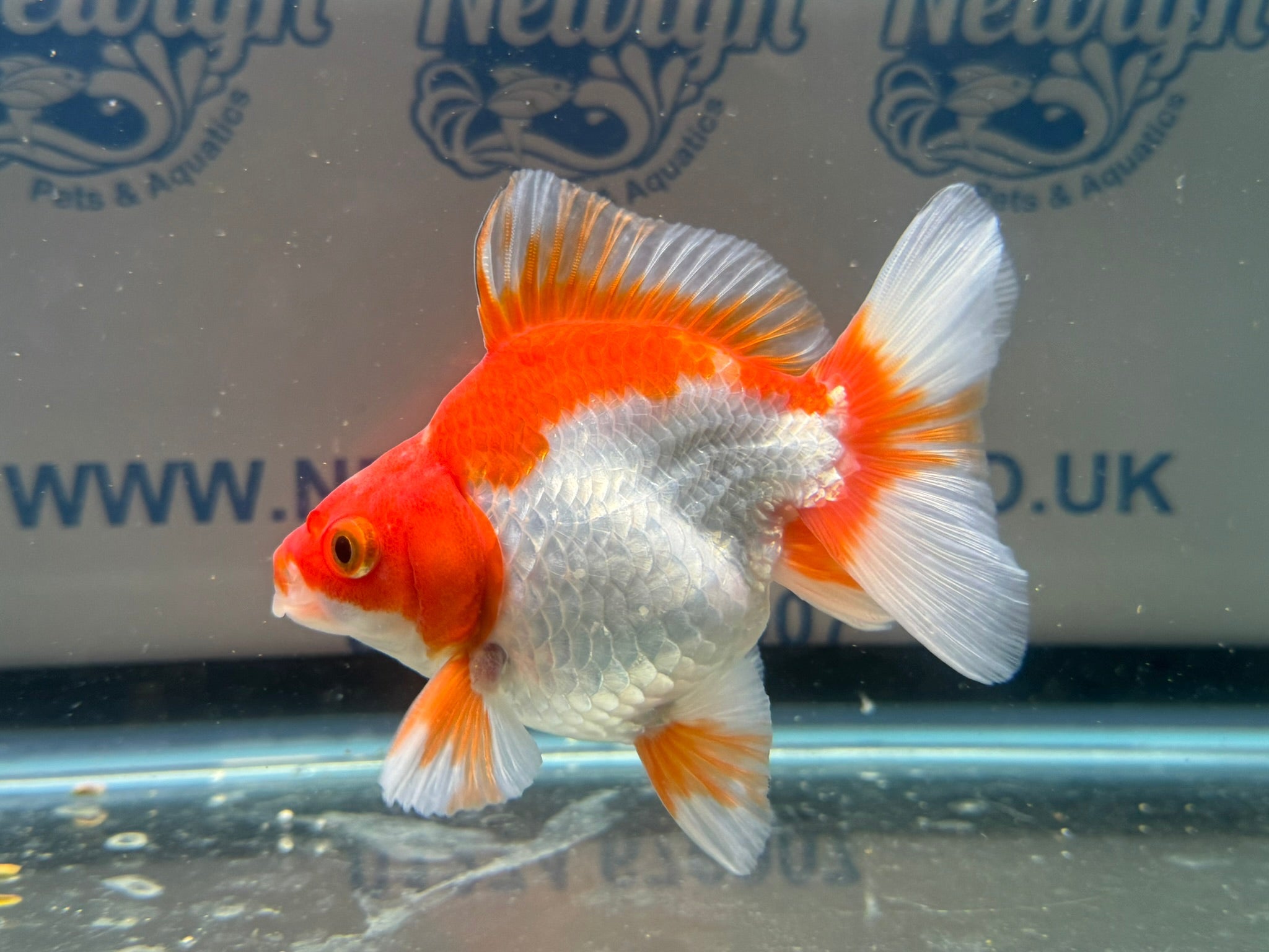 Short Tail Ryukin 10 - 11cm R9 - Newlyn - pets - Newlyn - pets - 