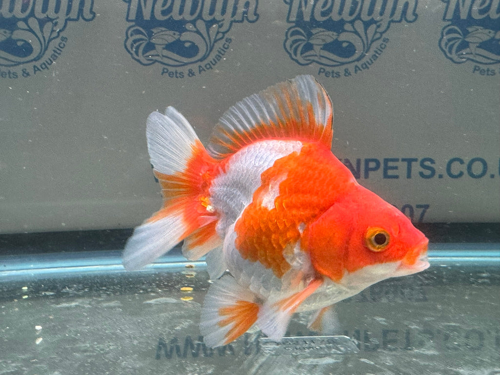 Short Tail Ryukin 10 - 11cm R9 - Newlyn - pets - Newlyn - pets - 