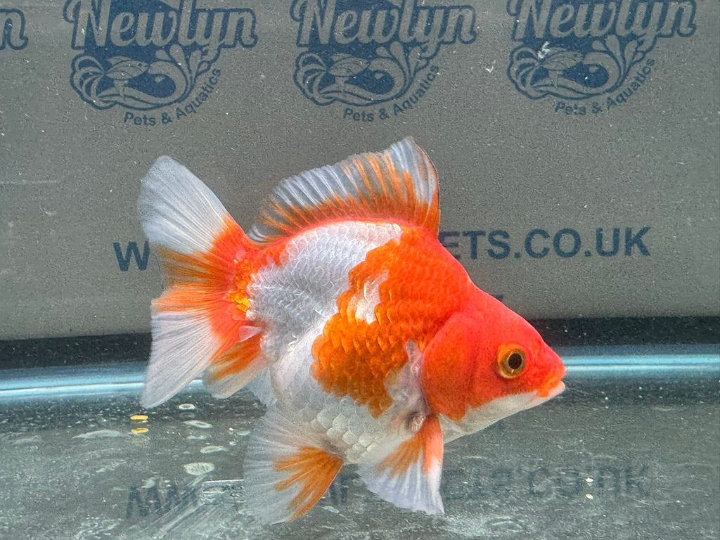 Short Tail Ryukin 10 - 11cm R9 - Newlyn - pets - Newlyn - pets - 