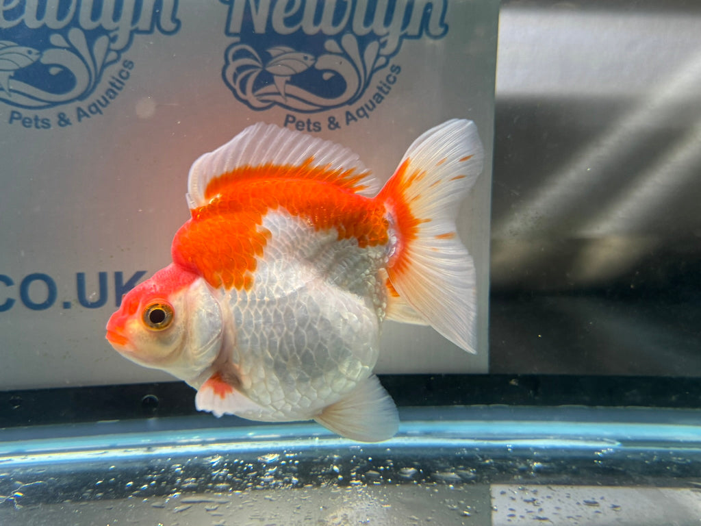 Short Tail Ryukin 11 - 12cm 2 (BF2) - Newlyn - pets - Newlyn - pets - 