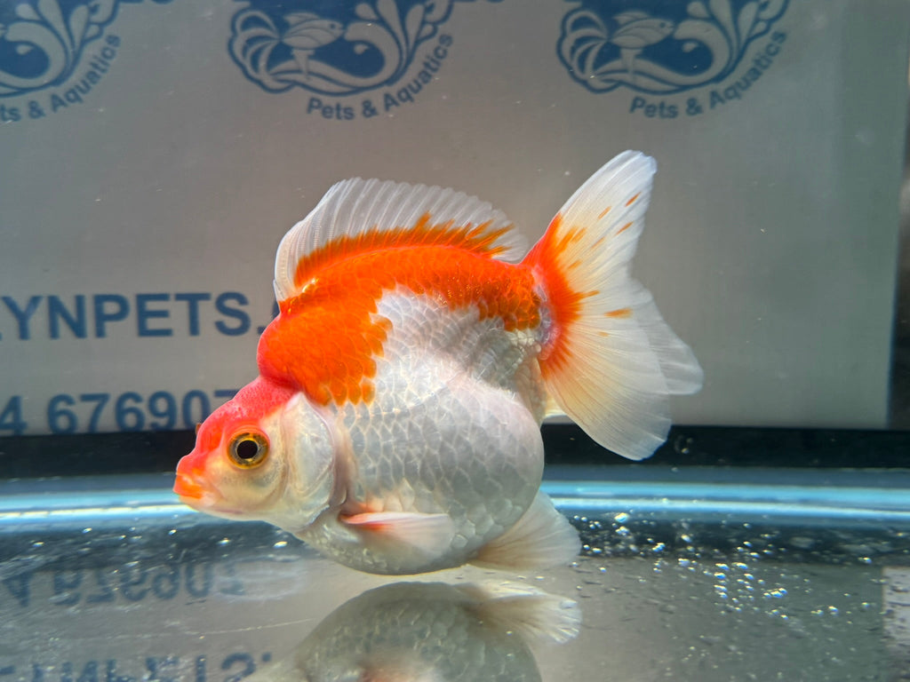 Short Tail Ryukin 11 - 12cm 2 (BF2) - Newlyn - pets - Newlyn - pets - 