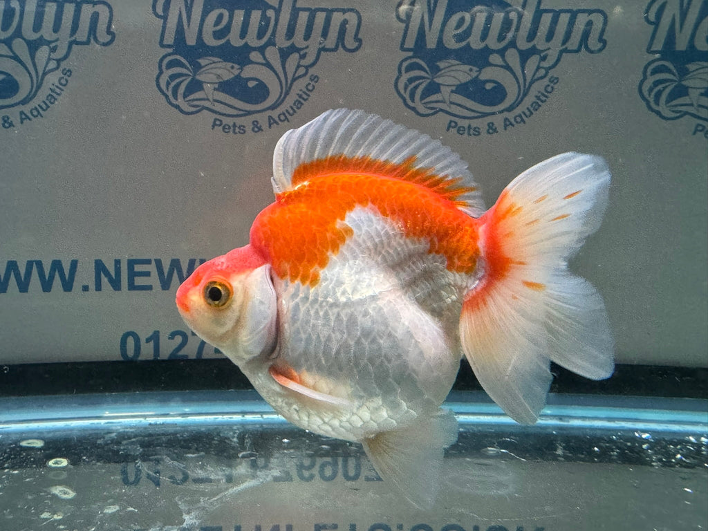 Short Tail Ryukin 11 - 12cm 2 (BF2) - Newlyn - pets - Newlyn - pets - 