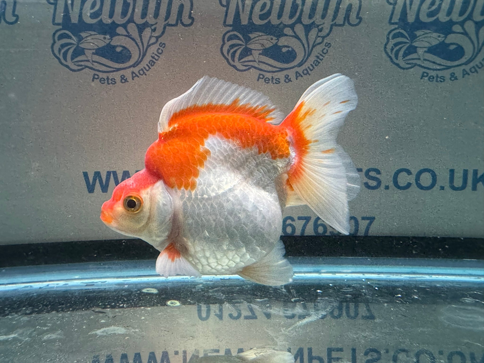 Short Tail Ryukin 11 - 12cm 2 (BF2) - Newlyn - pets - Newlyn - pets - 