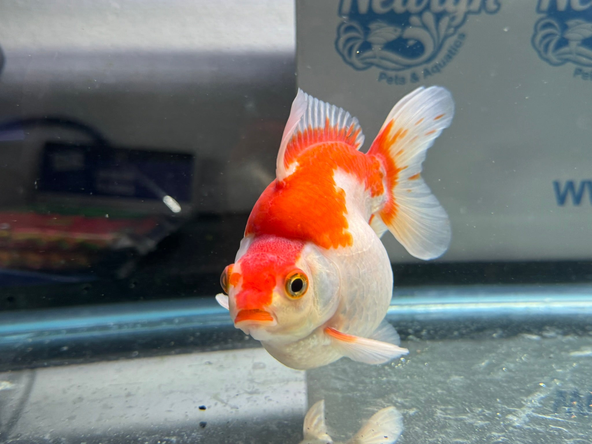 Short Tail Ryukin 11 - 12cm 2 (BF2) - Newlyn - pets - Newlyn - pets - 