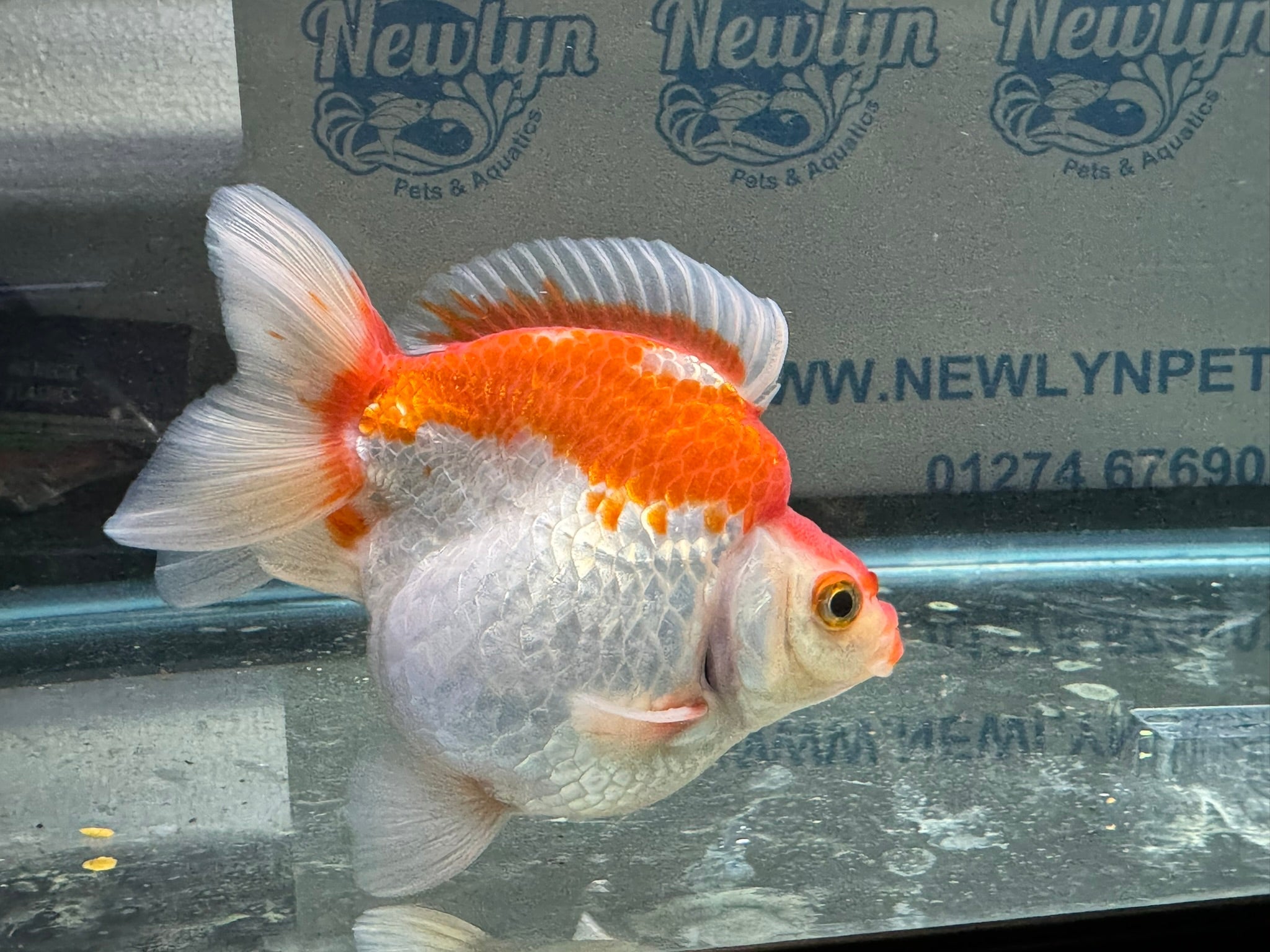 Short Tail Ryukin 11 - 12cm 2 (BF2) - Newlyn - pets - Newlyn - pets - 