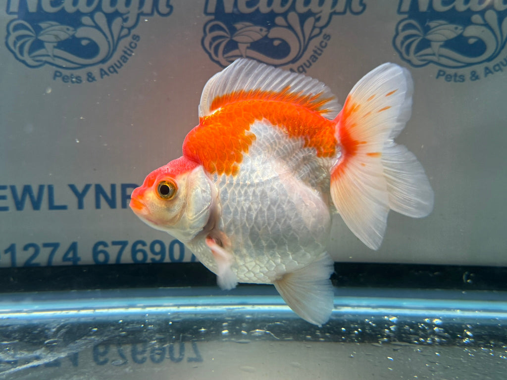 Short Tail Ryukin 11 - 12cm 2 (BF2) - Newlyn - pets - Newlyn - pets - 