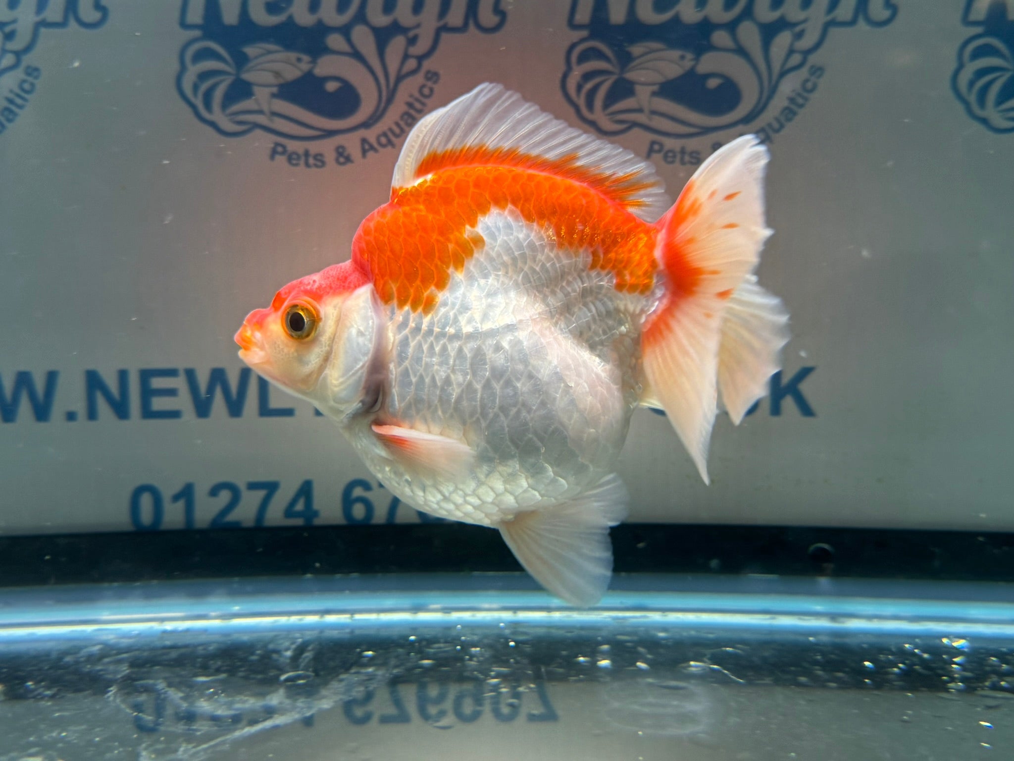 Short Tail Ryukin 11 - 12cm 2 (BF2) - Newlyn - pets - Newlyn - pets - 