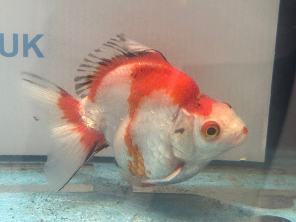 Short Tail Ryukin 11 - 12cm Fancy Goldfish (fish in photo) - Newlyn - pets - Newlyn - pets - 