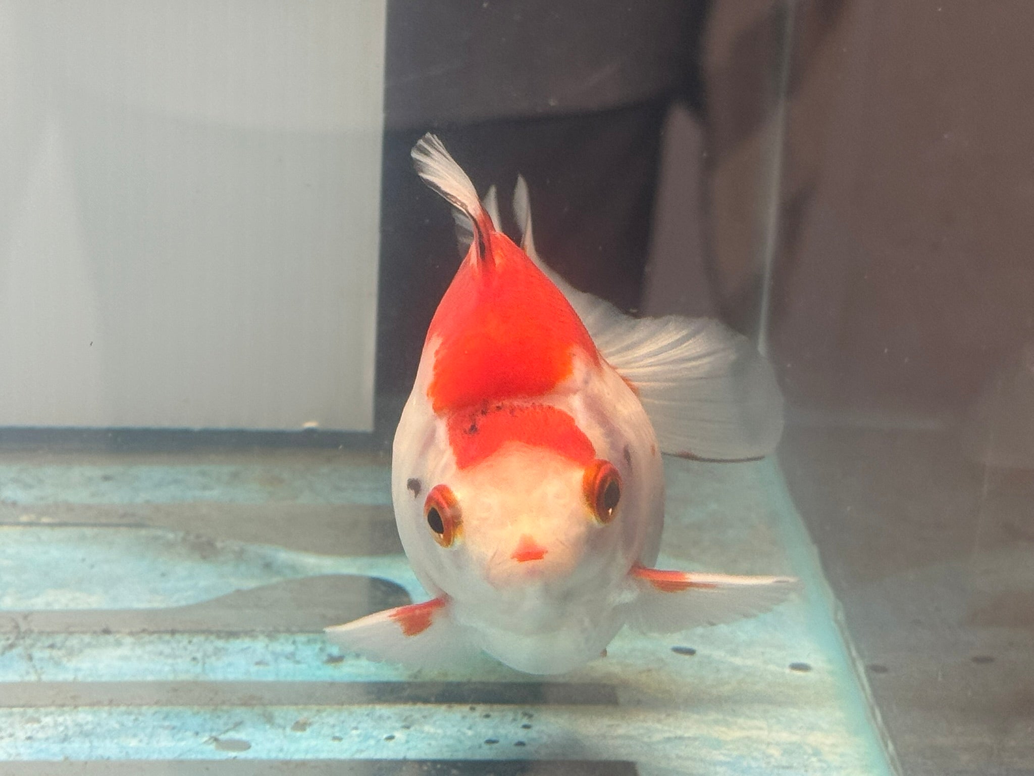 Short Tail Ryukin 11 - 12cm Fancy Goldfish (fish in photo) - Newlyn - pets - Newlyn - pets - 
