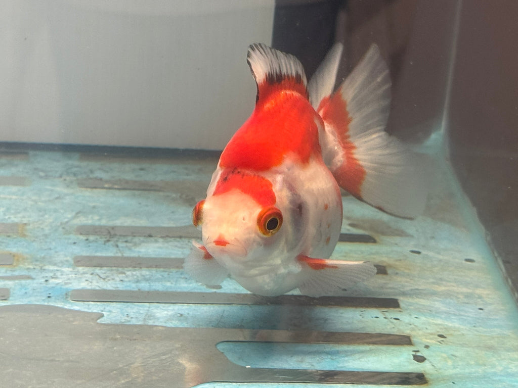 Short Tail Ryukin 11 - 12cm Fancy Goldfish (fish in photo) - Newlyn - pets - Newlyn - pets - 