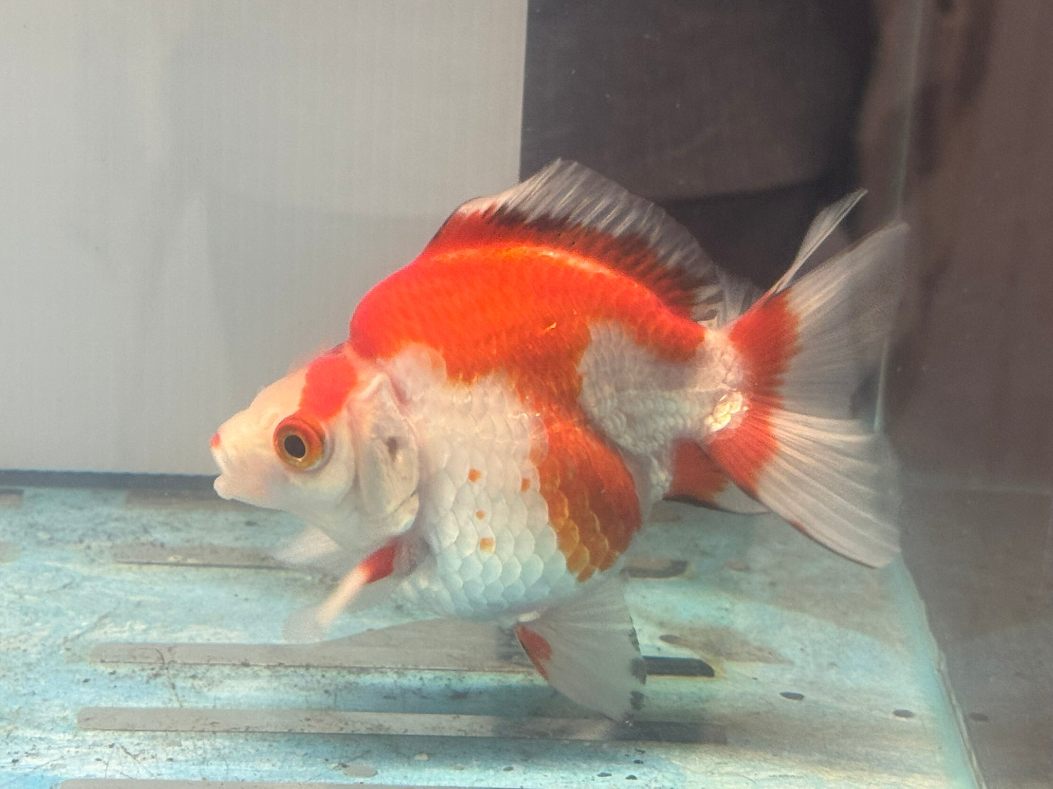 Short Tail Ryukin 11 - 12cm Fancy Goldfish (fish in photo) - Newlyn - pets - Newlyn - pets - 