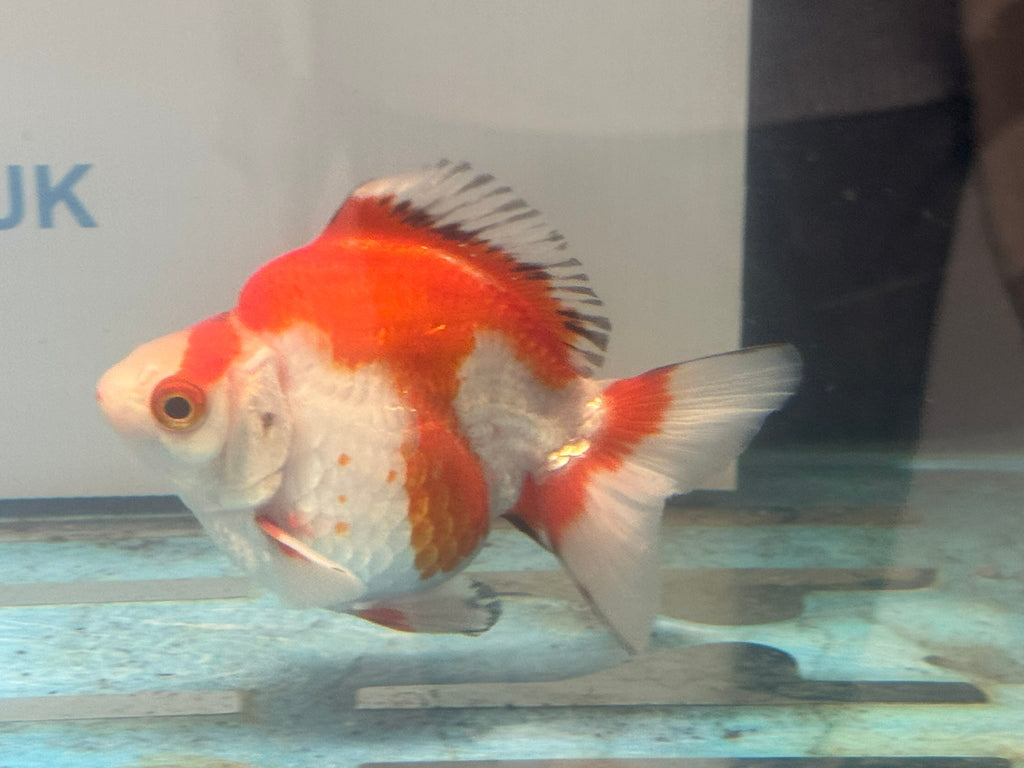 Short Tail Ryukin 11 - 12cm Fancy Goldfish (fish in photo) - Newlyn - pets - Newlyn - pets - 