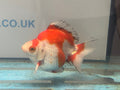 Short Tail Ryukin 11 - 12cm Fancy Goldfish (fish in photo) - Newlyn - pets - Newlyn - pets - 