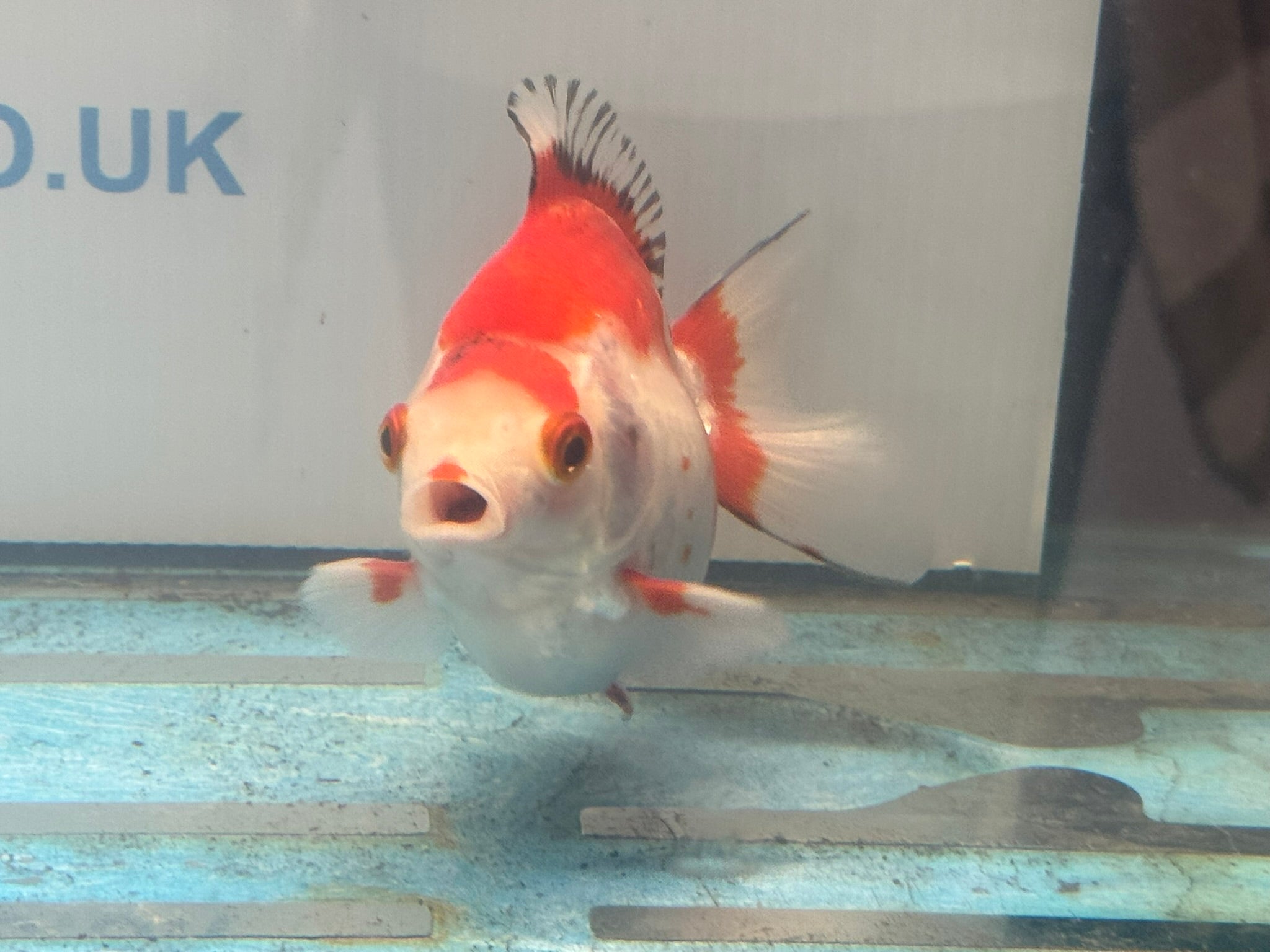 Short Tail Ryukin 11 - 12cm Fancy Goldfish (fish in photo) - Newlyn - pets - Newlyn - pets - 