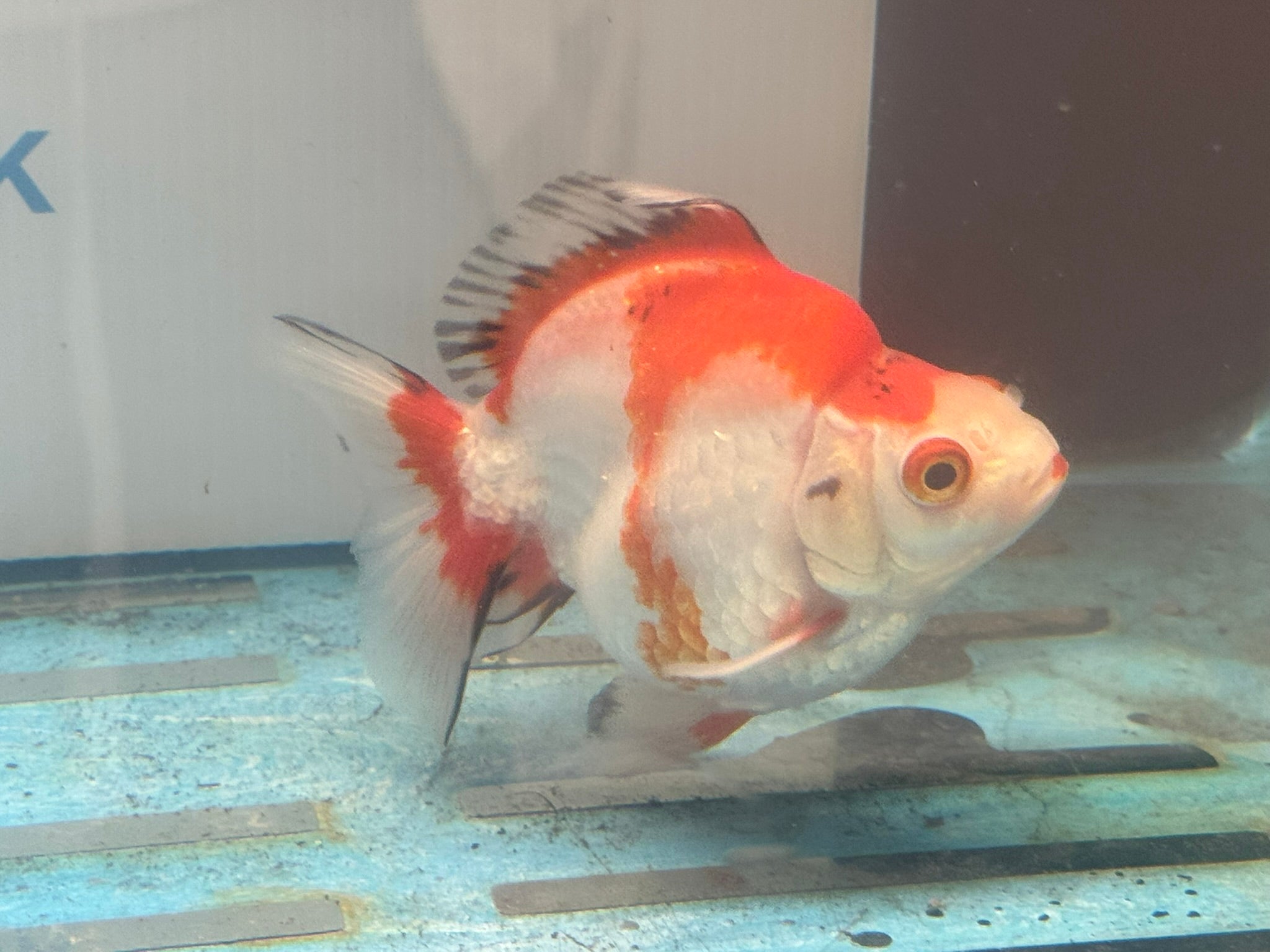 Short Tail Ryukin 11 - 12cm Fancy Goldfish (fish in photo) - Newlyn - pets - Newlyn - pets - 