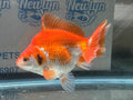 Short Tail Ryukin 11 - 12cm R2 - Newlyn - pets - Newlyn - pets - 