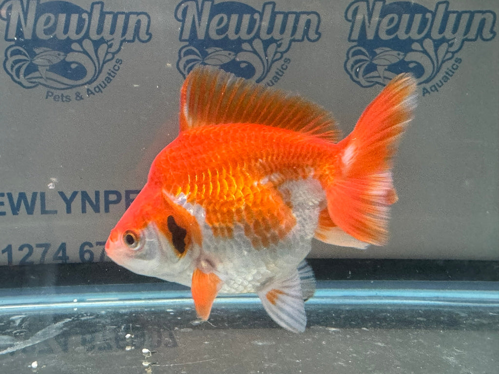 Short Tail Ryukin 11 - 12cm R2 - Newlyn - pets - Newlyn - pets - 