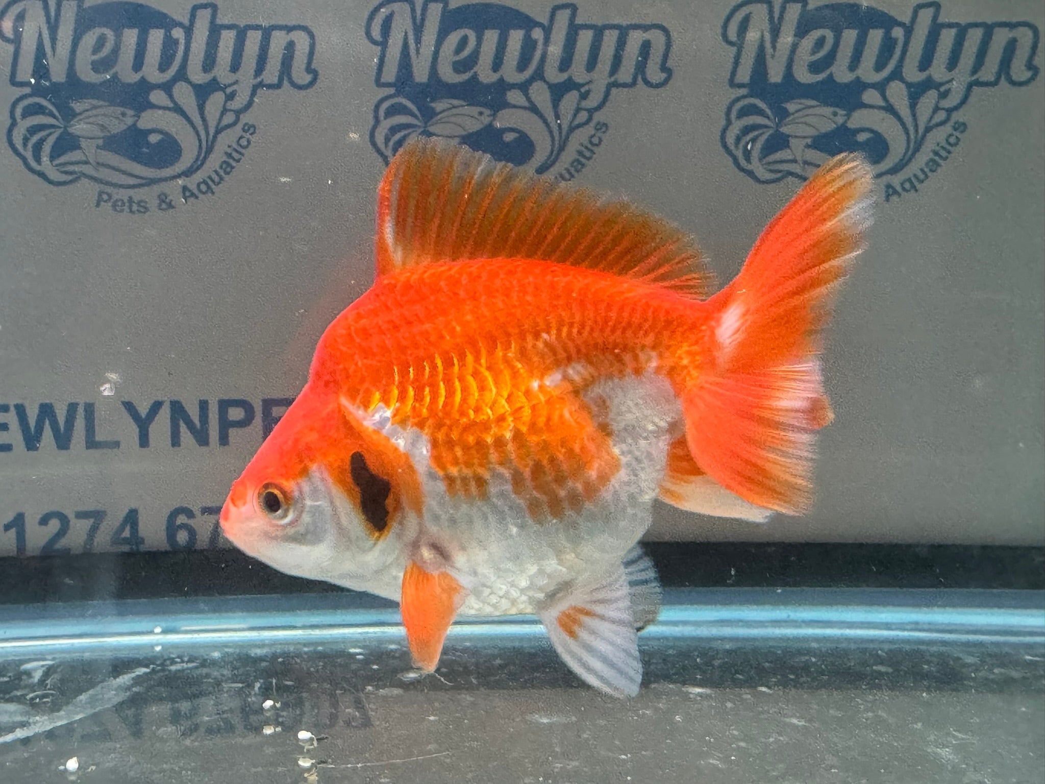 Short Tail Ryukin 11 - 12cm R2 - Newlyn - pets - Newlyn - pets - 