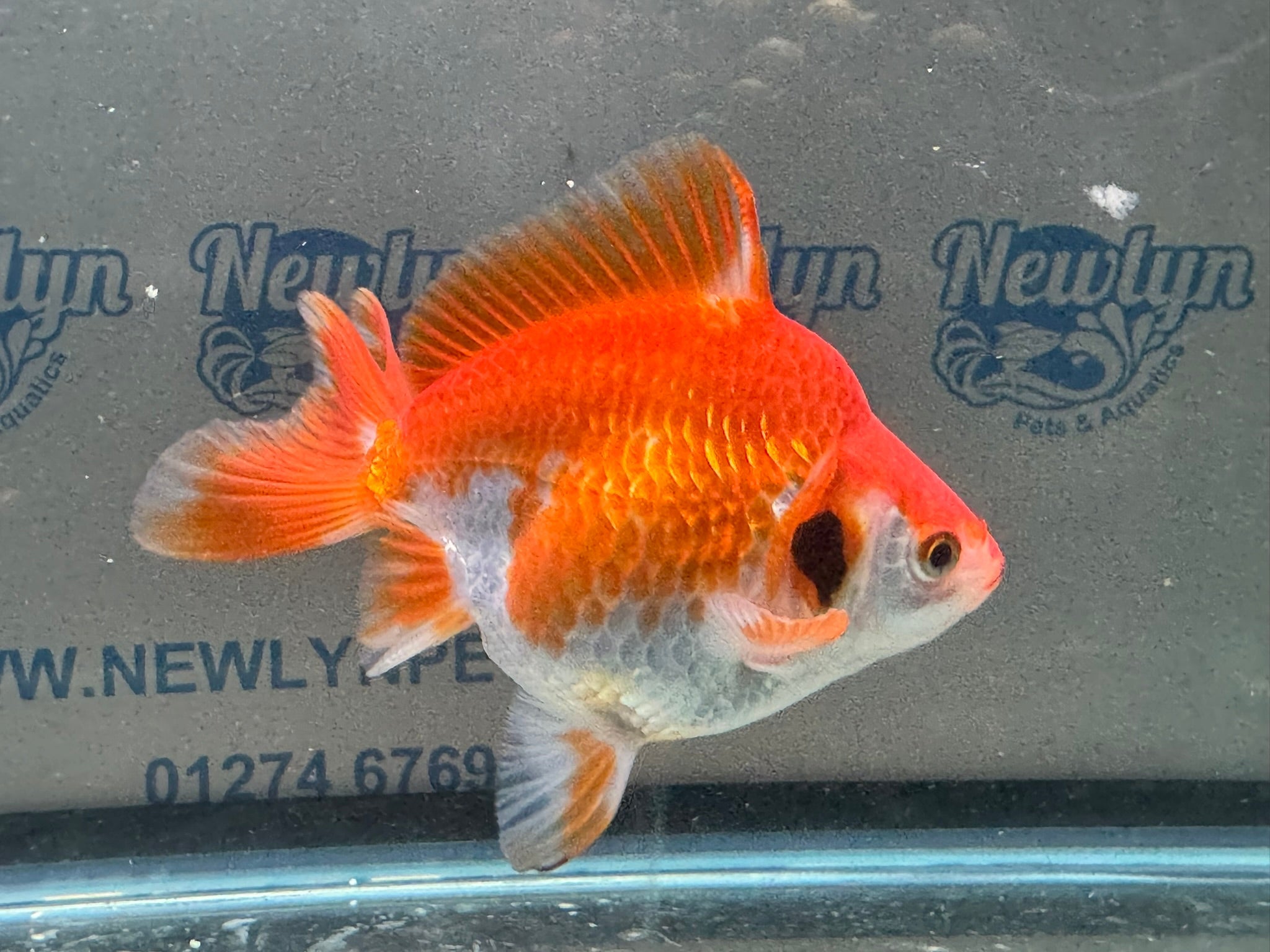 Short Tail Ryukin 11 - 12cm R2 - Newlyn - pets - Newlyn - pets - 