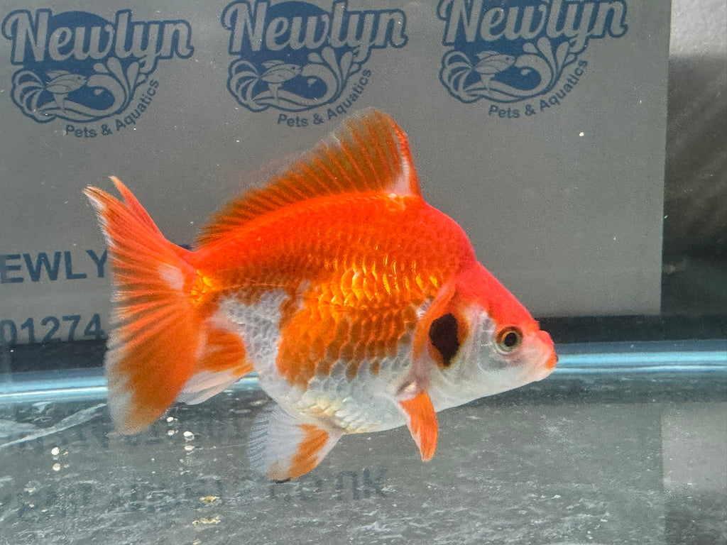 Short Tail Ryukin 11 - 12cm R2 - Newlyn - pets - Newlyn - pets - 