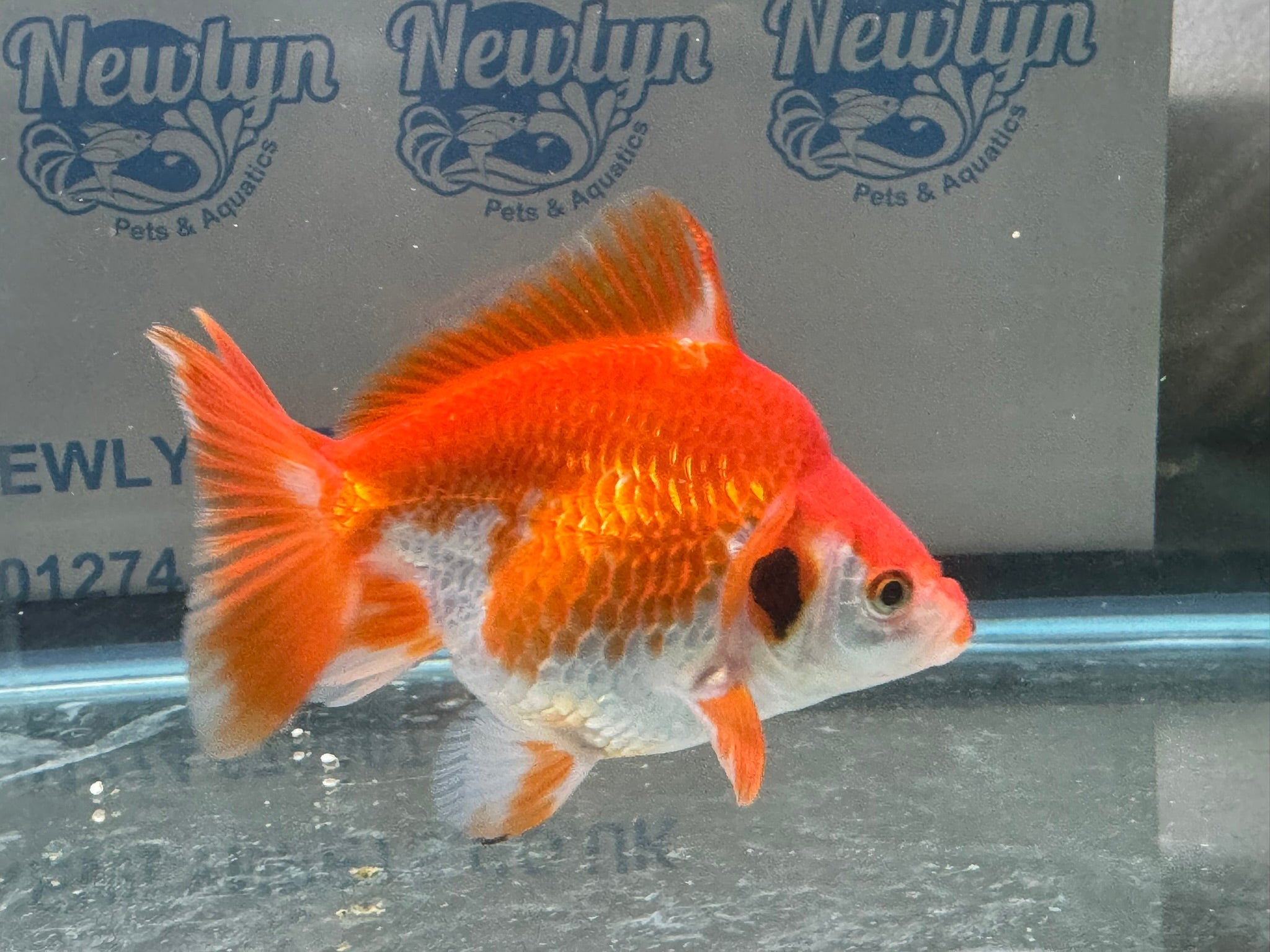 Short Tail Ryukin 11 - 12cm R2 - Newlyn - pets - Newlyn - pets - 