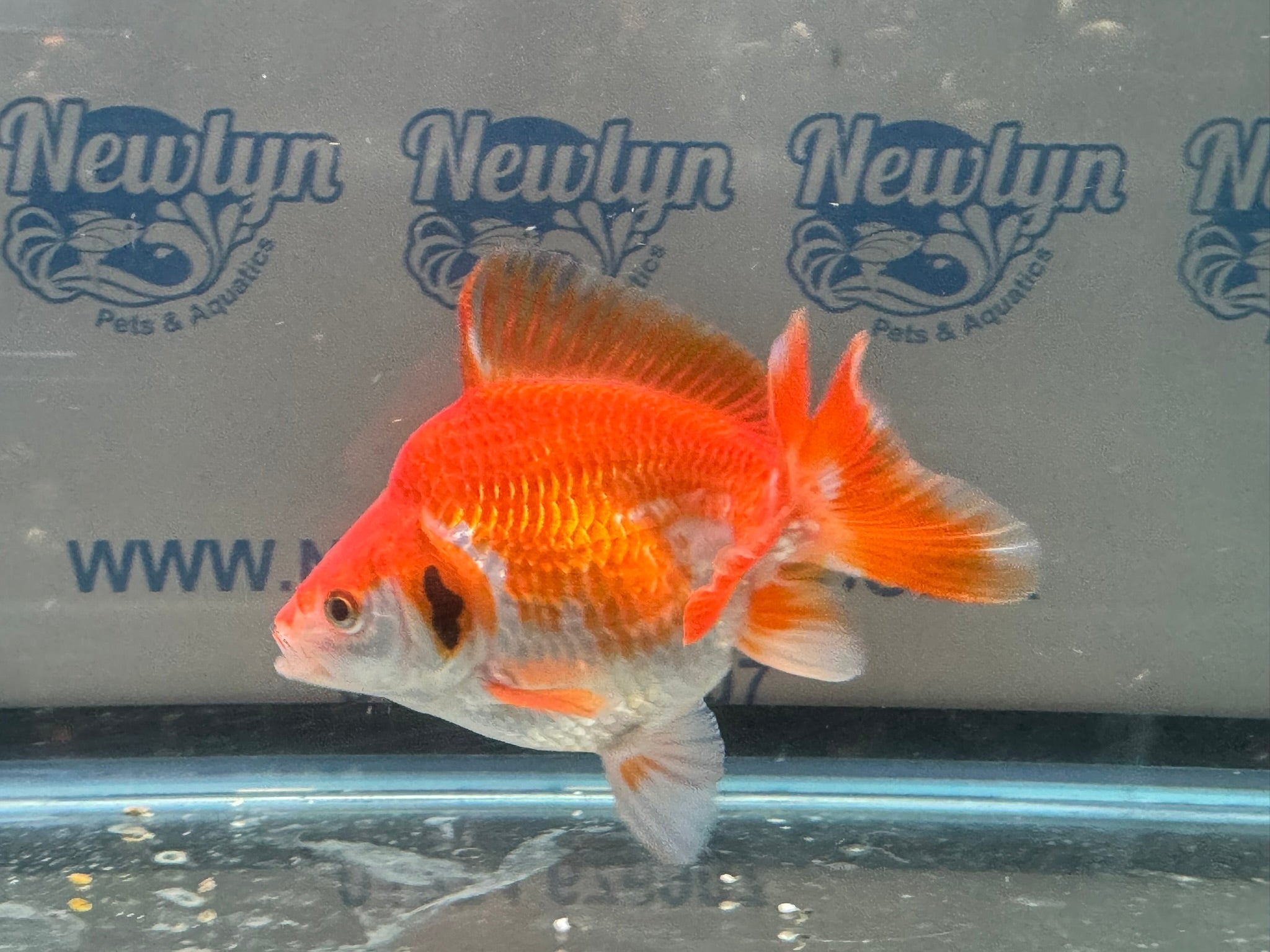 Short Tail Ryukin 11 - 12cm R2 - Newlyn - pets - Newlyn - pets - 