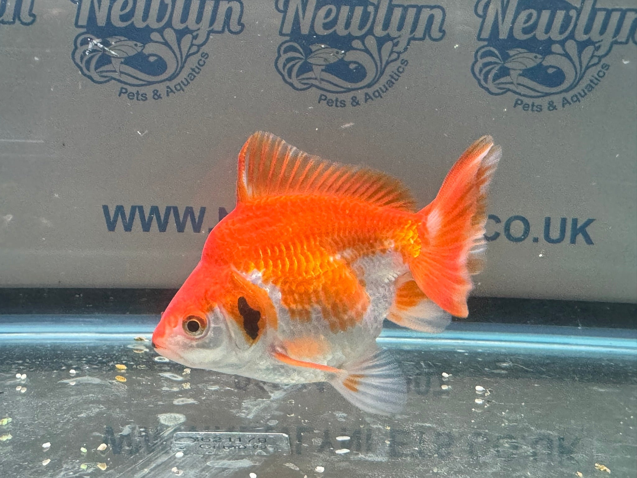 Short Tail Ryukin 11 - 12cm R2 - Newlyn - pets - Newlyn - pets - 