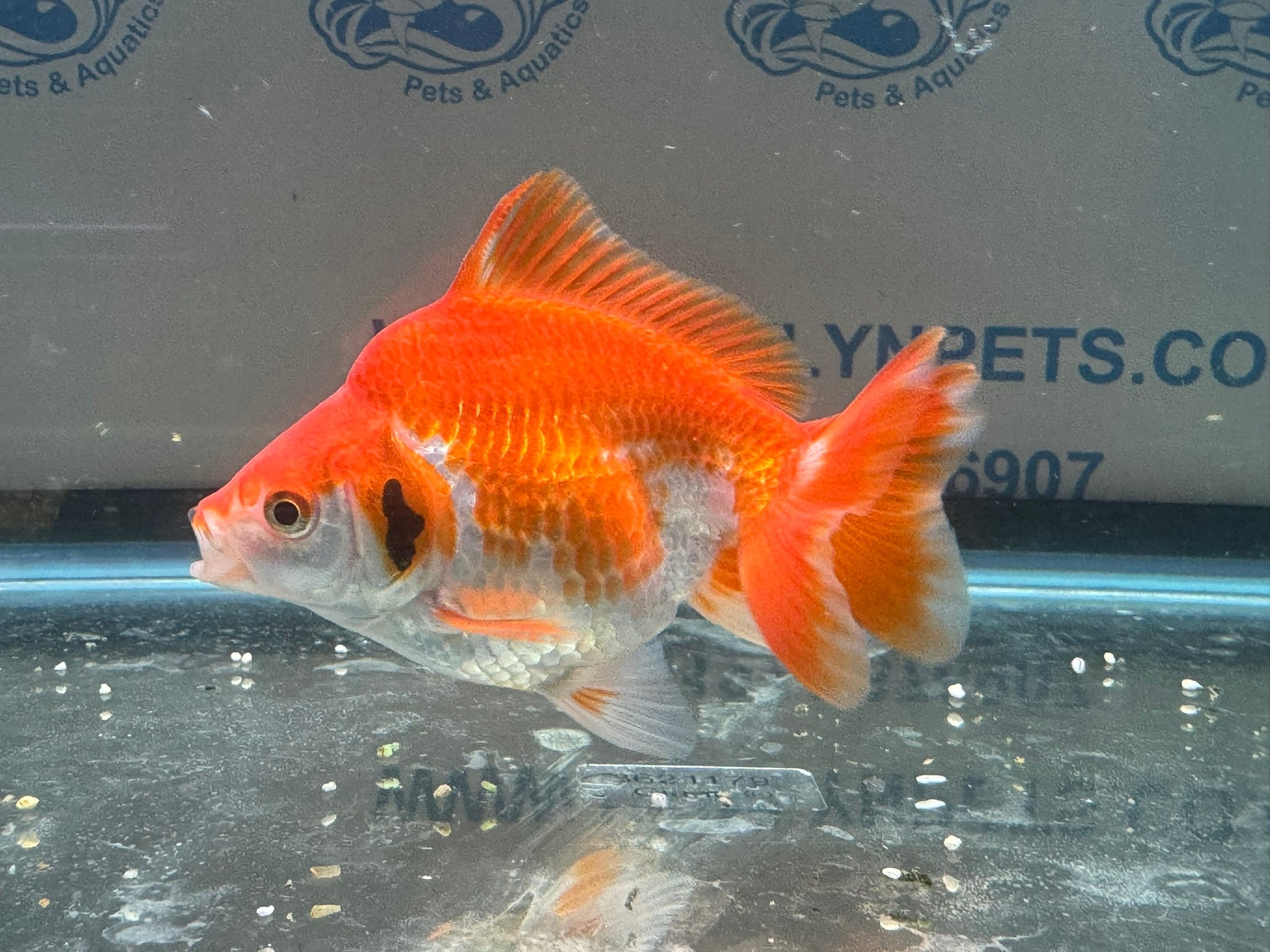 Short Tail Ryukin 11 - 12cm R2 - Newlyn - pets - Newlyn - pets - 