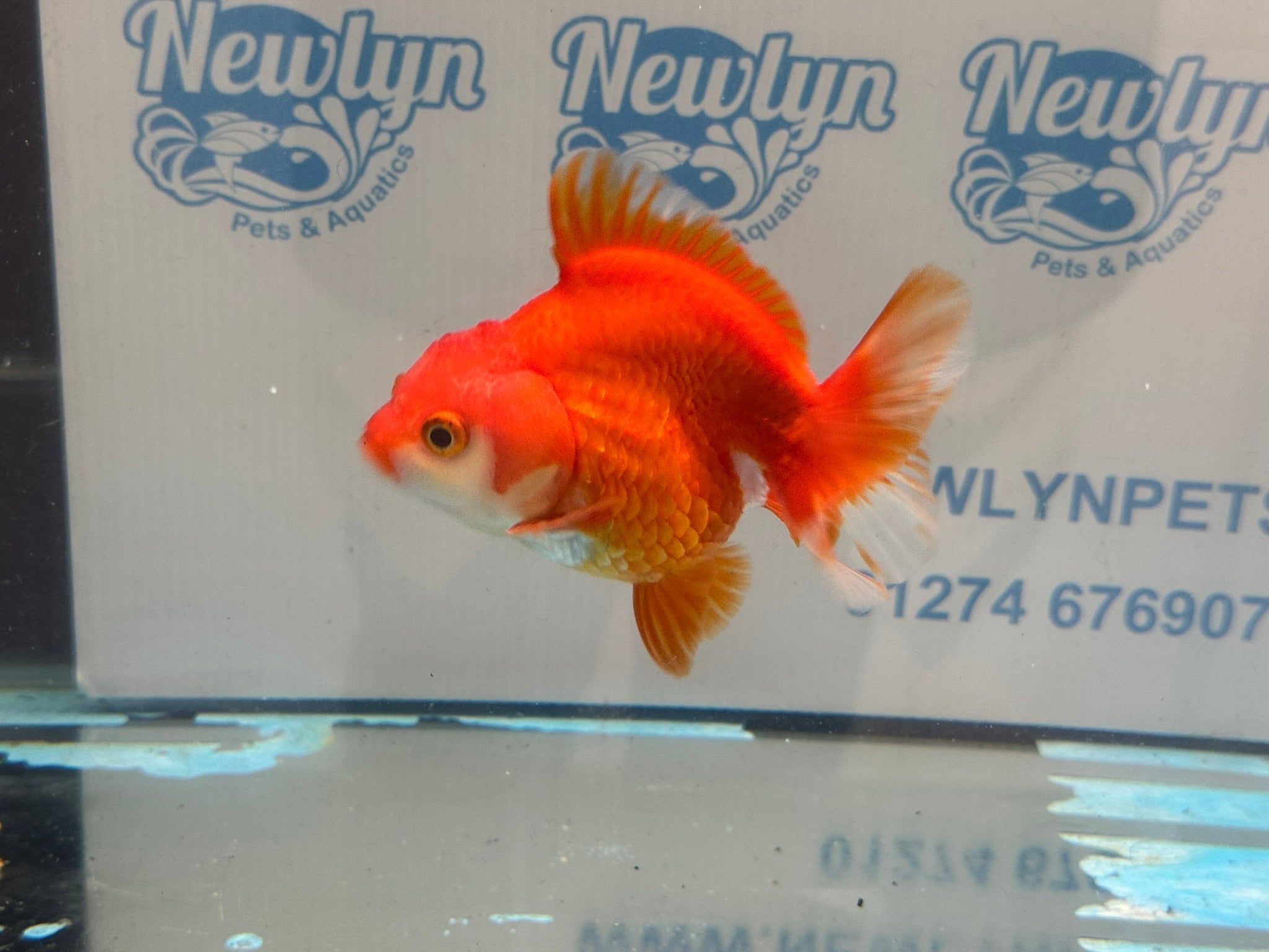Short Tail Ryukin 11 - 12cm R2Fancy Goldfish - Newlyn - pets - Newlyn - pets - 