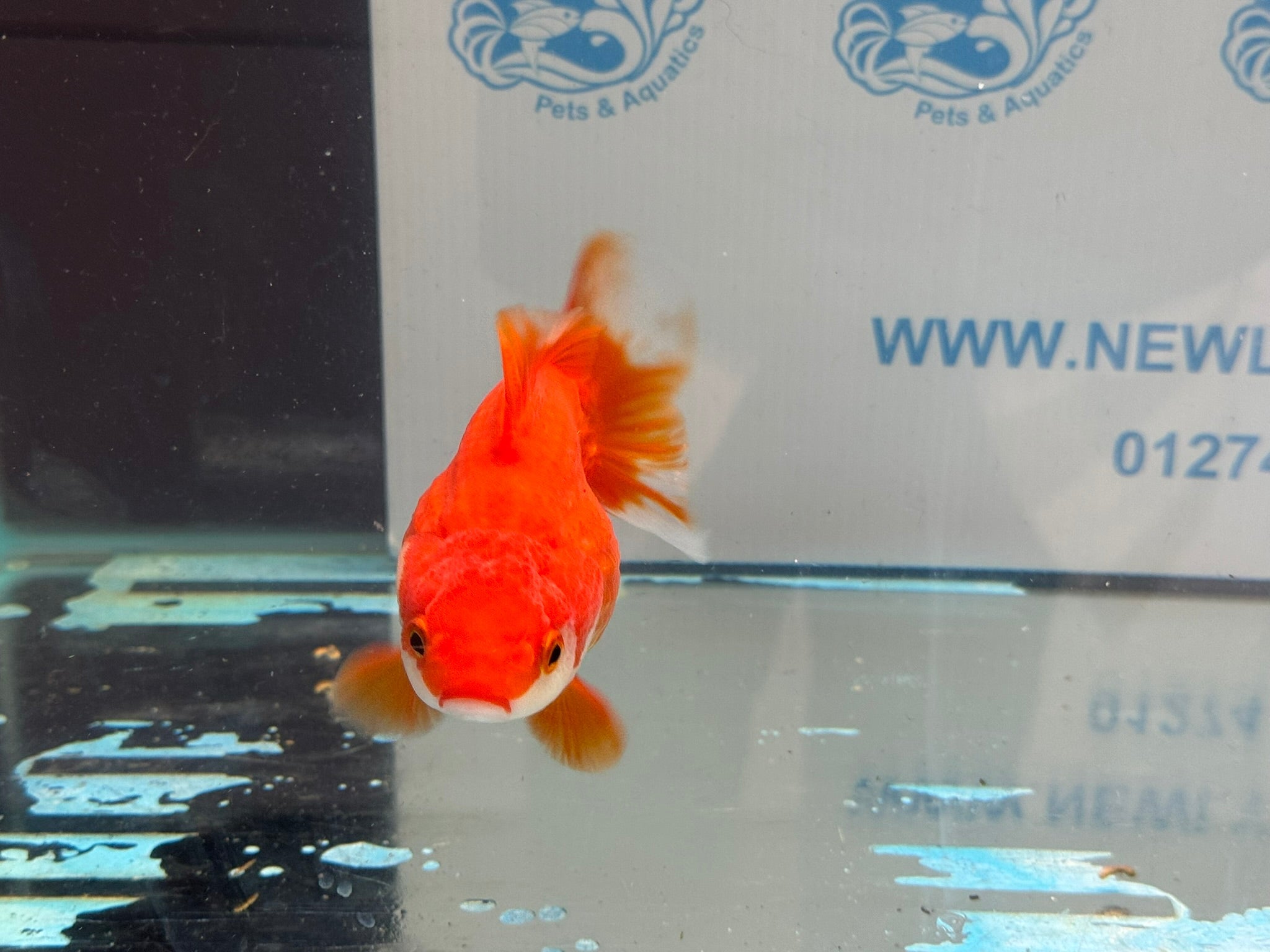 Short Tail Ryukin 11 - 12cm R2Fancy Goldfish - Newlyn - pets - Newlyn - pets - 