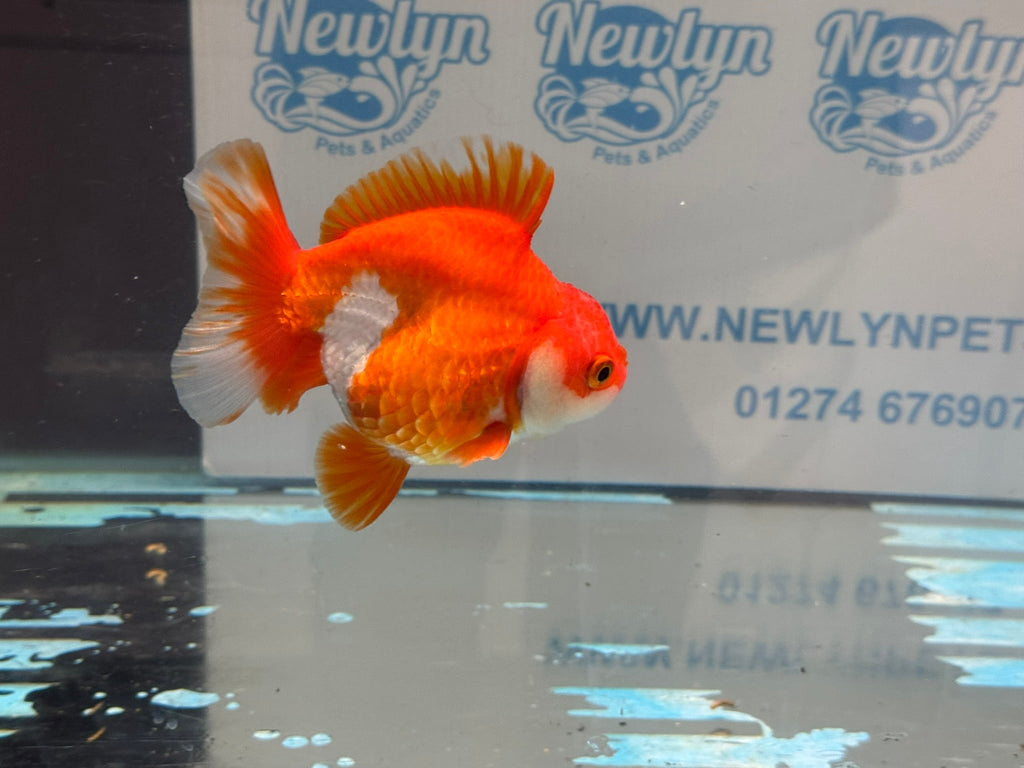 Short Tail Ryukin 11 - 12cm R2Fancy Goldfish - Newlyn - pets - Newlyn - pets - 