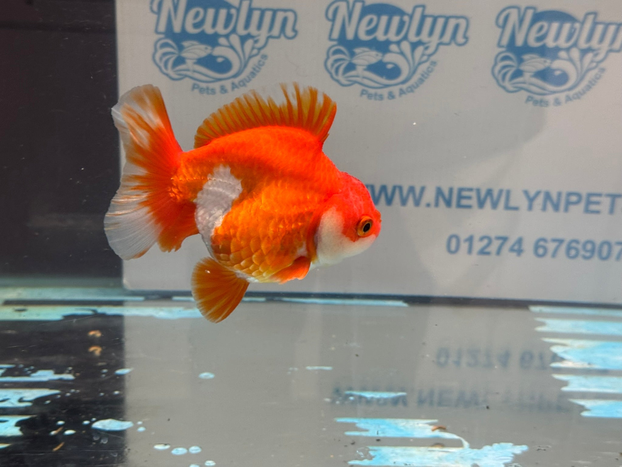 Short Tail Ryukin 11 - 12cm R2Fancy Goldfish - Newlyn - pets - Newlyn - pets - 