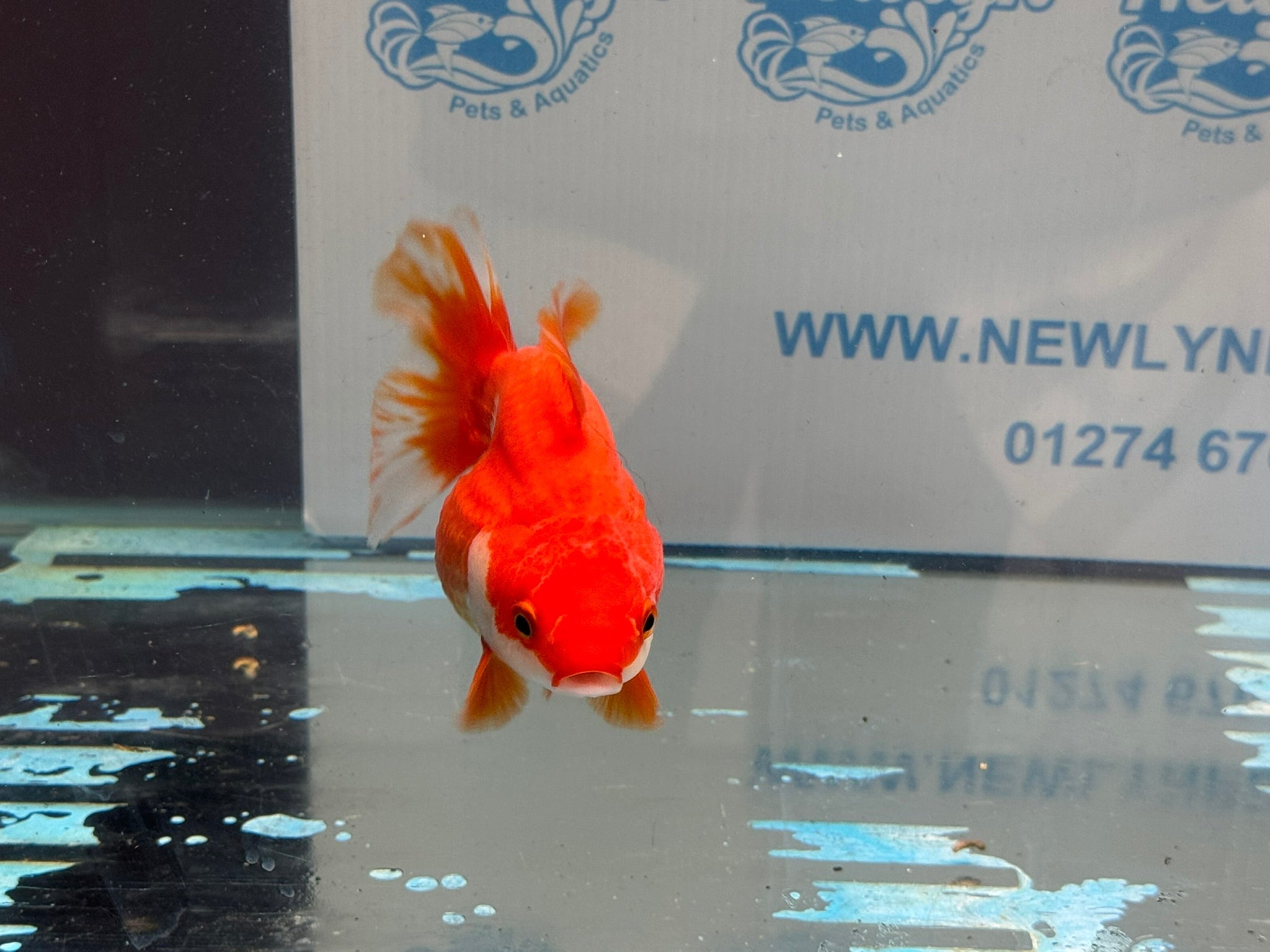 Short Tail Ryukin 11 - 12cm R2Fancy Goldfish - Newlyn - pets - Newlyn - pets - 
