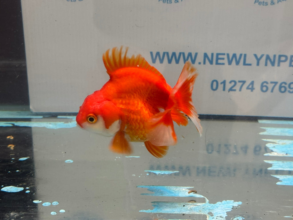 Short Tail Ryukin 11 - 12cm R2Fancy Goldfish - Newlyn - pets - Newlyn - pets - 