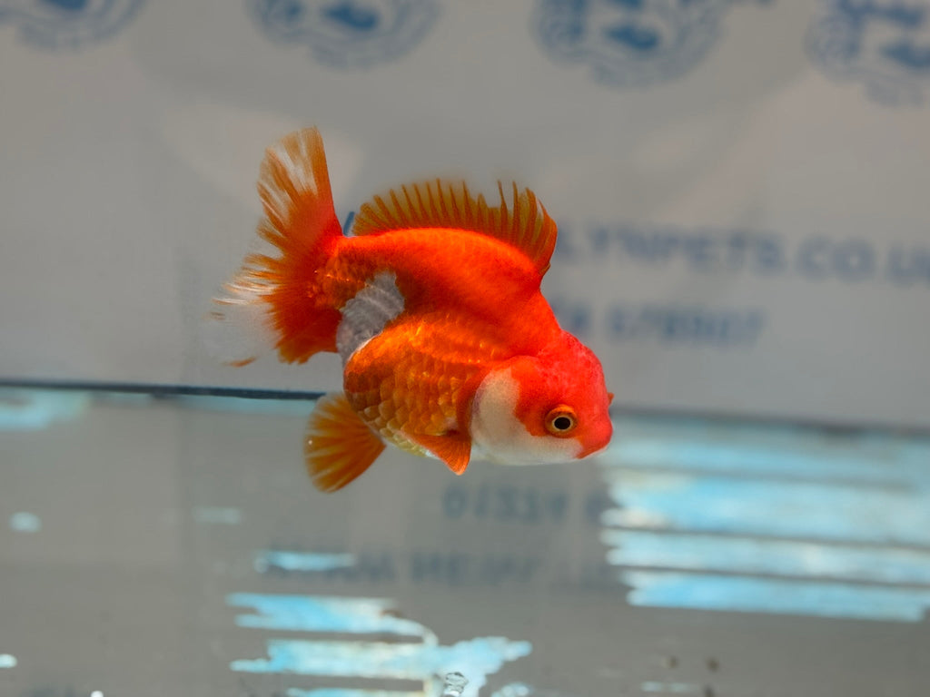 Short Tail Ryukin 11 - 12cm R2Fancy Goldfish - Newlyn - pets - Newlyn - pets - 