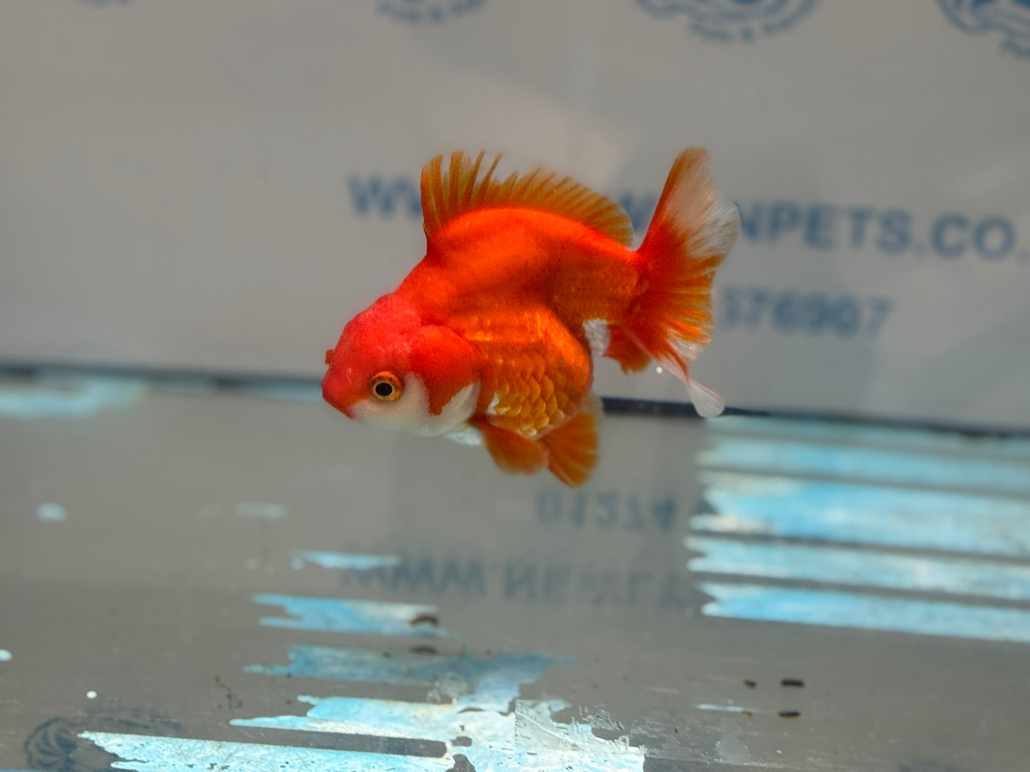 Short Tail Ryukin 11 - 12cm R2Fancy Goldfish - Newlyn - pets - Newlyn - pets - 