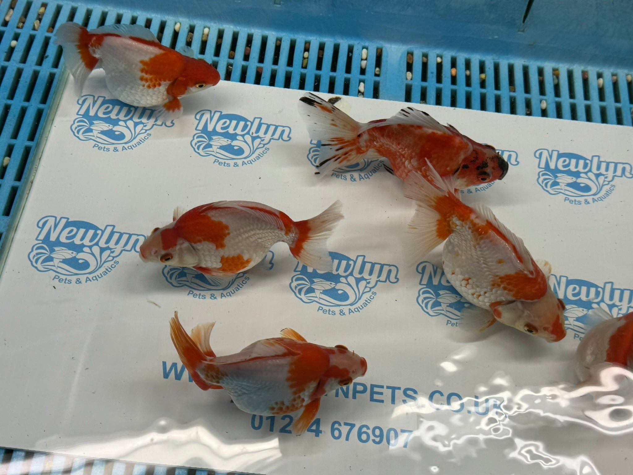 Short Tail Ryukin 11 - 13cm - Newlyn - pets - Newlyn - pets - 