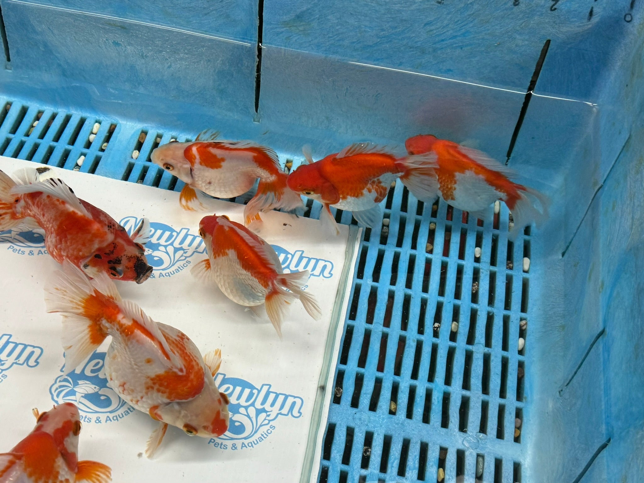 Short Tail Ryukin 11 - 13cm - Newlyn - pets - Newlyn - pets - 