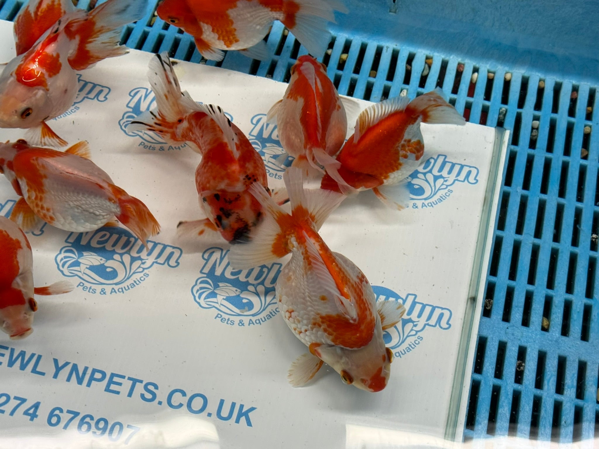 Short Tail Ryukin 11 - 13cm - Newlyn - pets - Newlyn - pets - 