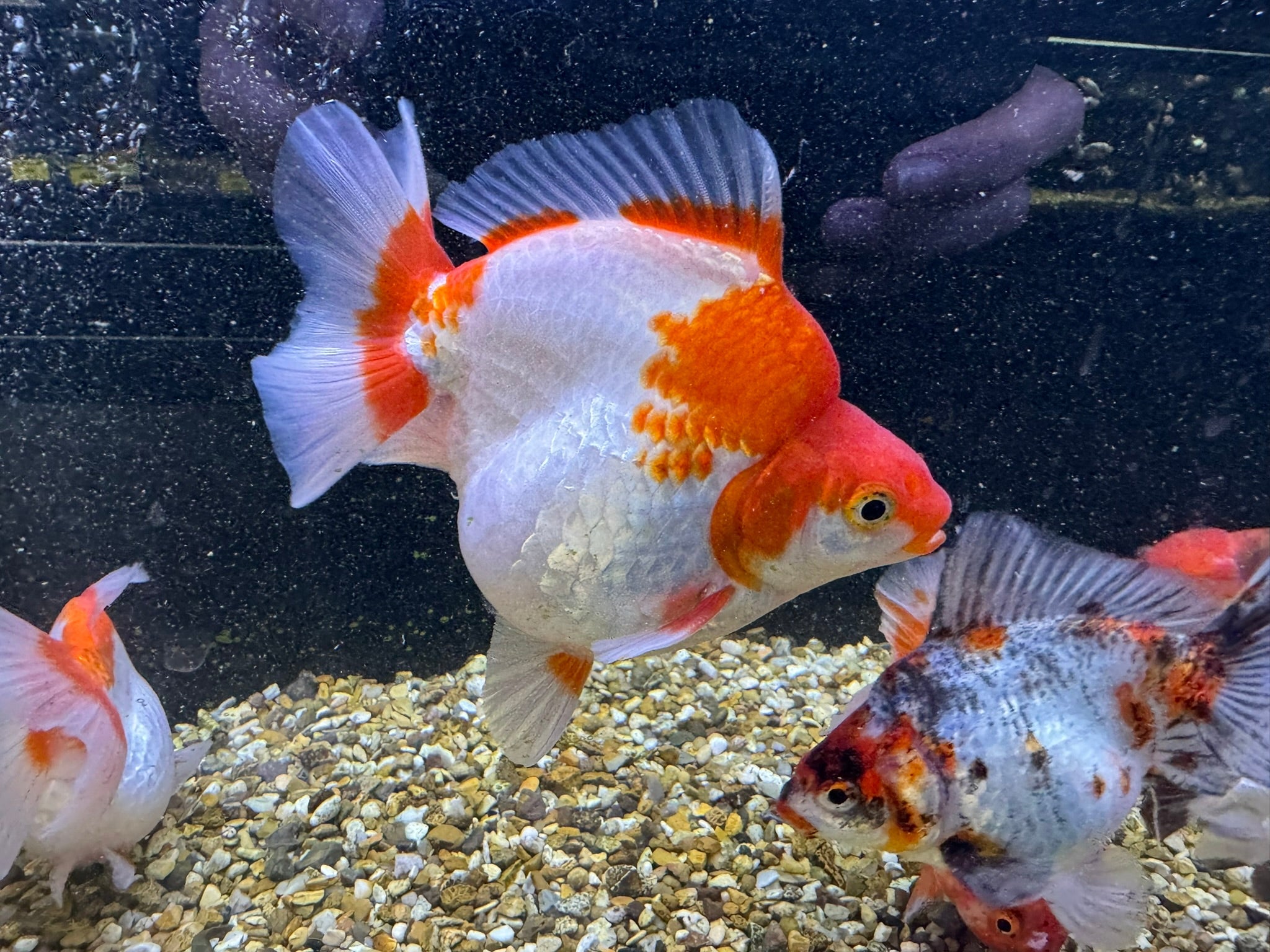 Short Tail Ryukin 11 - 13cm - Newlyn - pets - Newlyn - pets - 