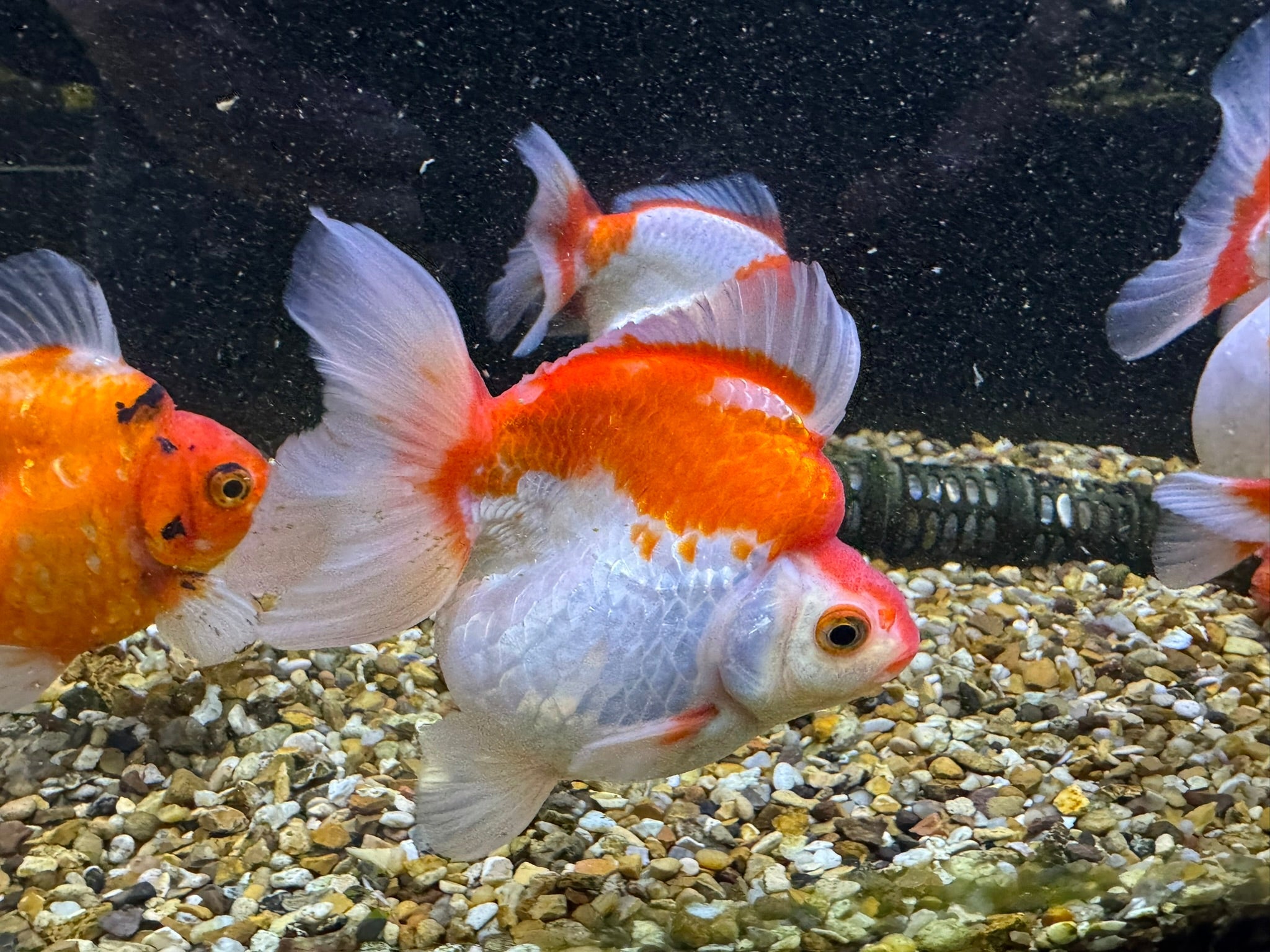 Short Tail Ryukin 11 - 13cm - Newlyn - pets - Newlyn - pets - 