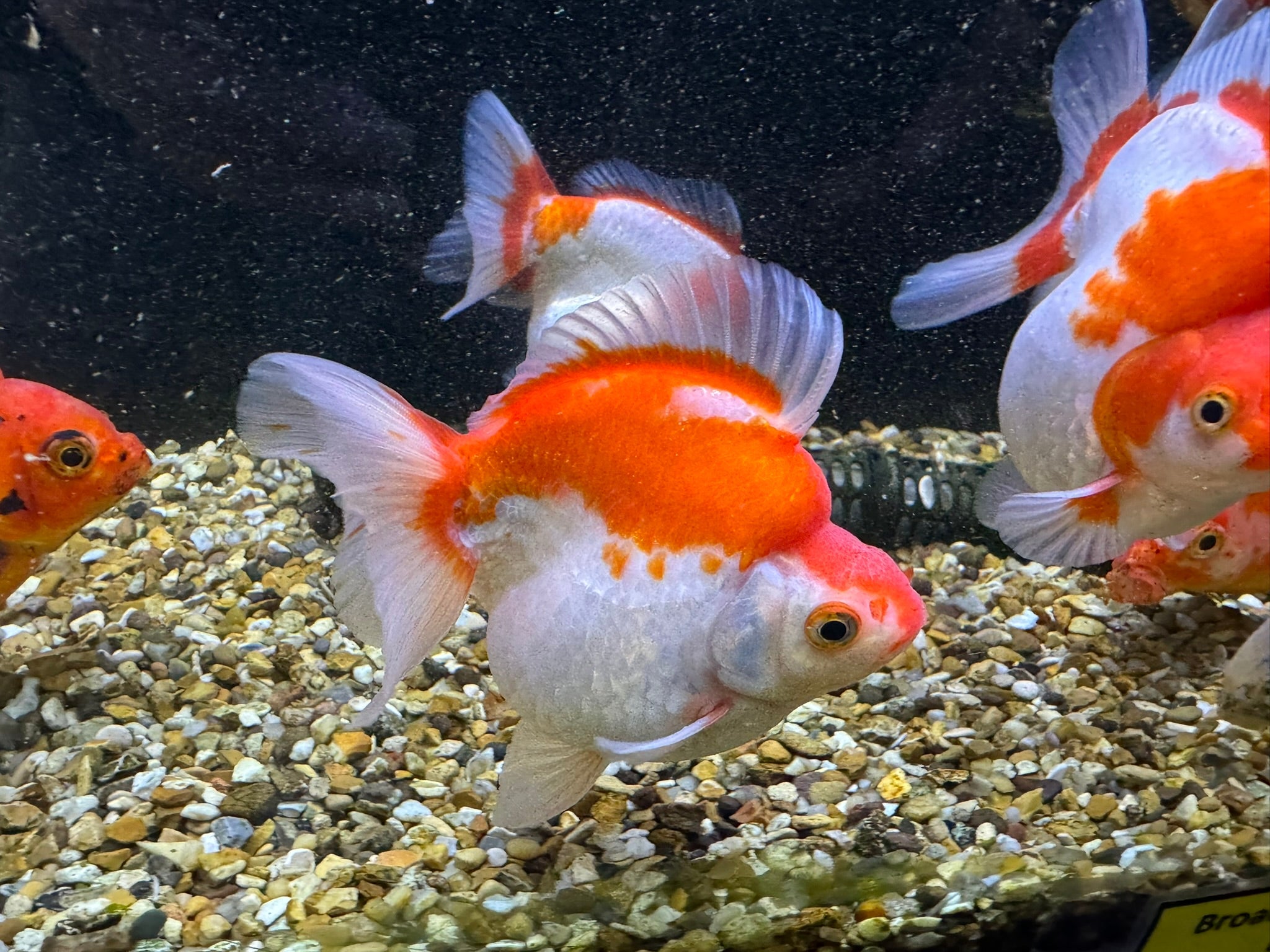 Short Tail Ryukin 11 - 13cm - Newlyn - pets - Newlyn - pets - 