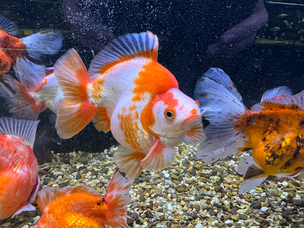 Short Tail Ryukin 11 - 13cm - Newlyn - pets - Newlyn - pets - 