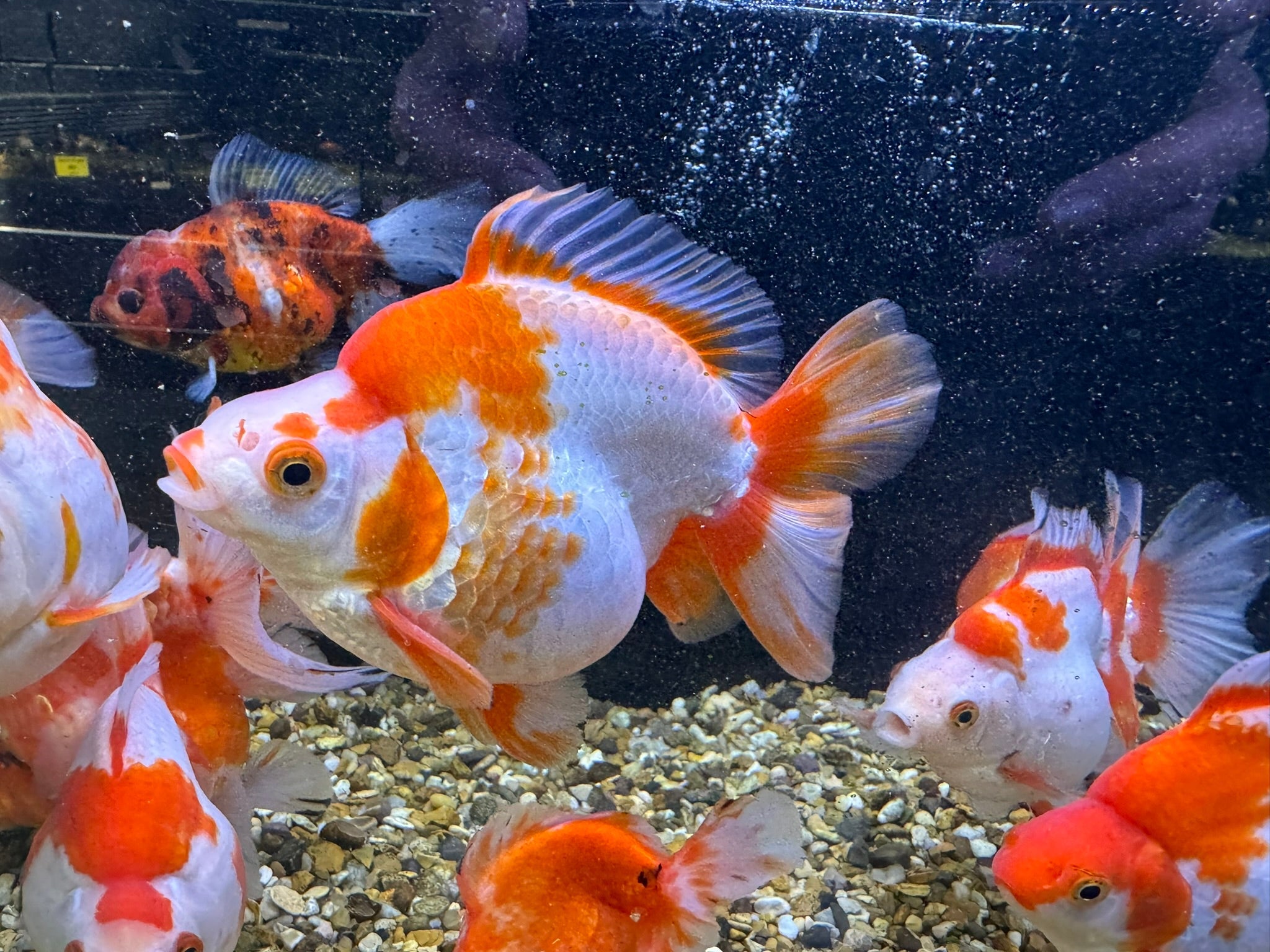 Short Tail Ryukin 11 - 13cm - Newlyn - pets - Newlyn - pets - 