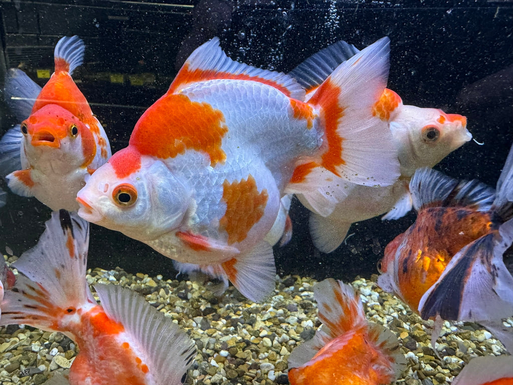 Short Tail Ryukin 11 - 13cm - Newlyn - pets - Newlyn - pets - 