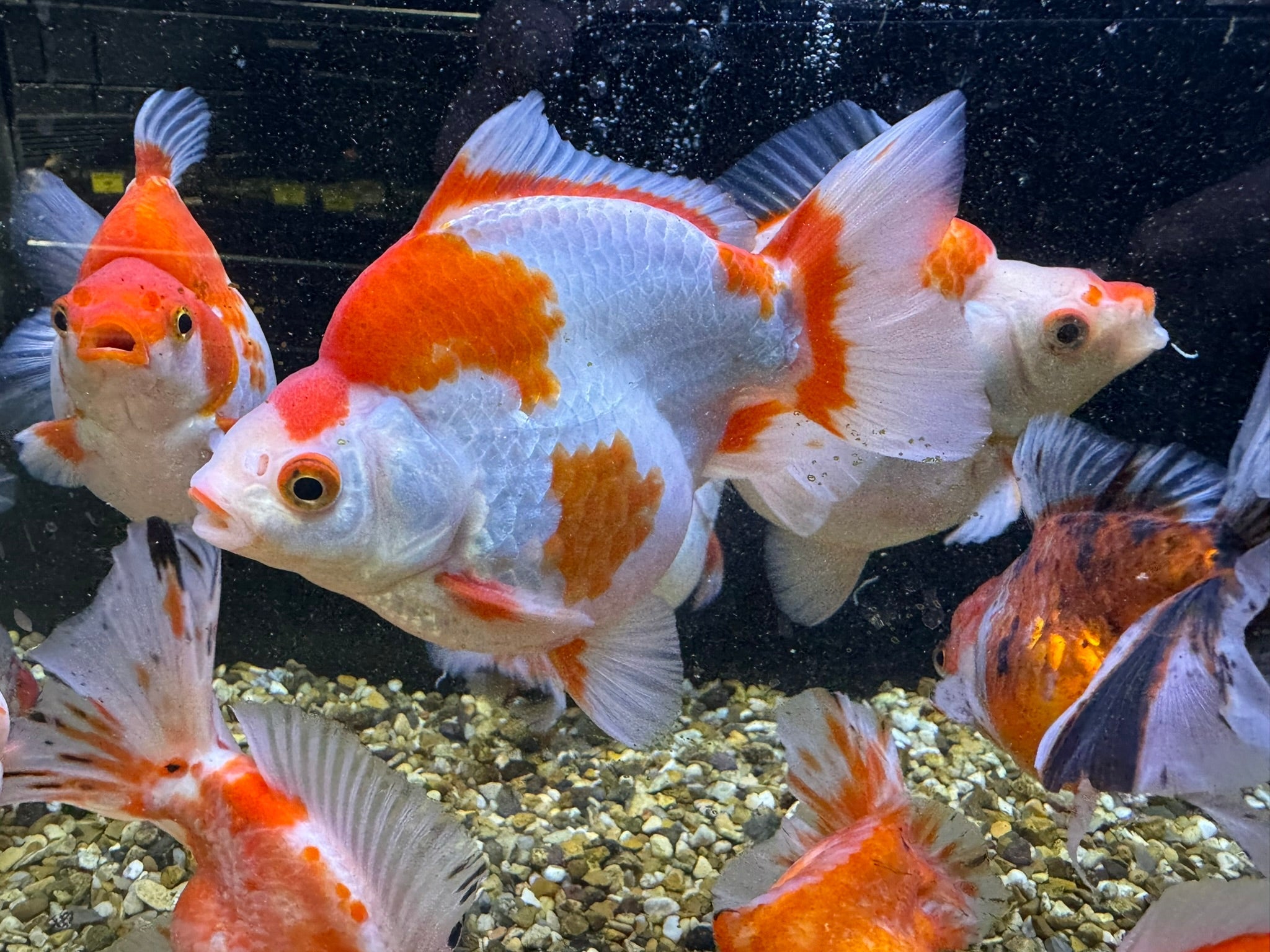 Short Tail Ryukin 11 - 13cm - Newlyn - pets - Newlyn - pets - 